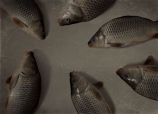 Şase peşti mari (jurnalul video al Anei Sofi Malmqvist)