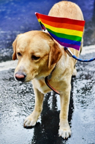 Standing Out la Gay Pride 2013 